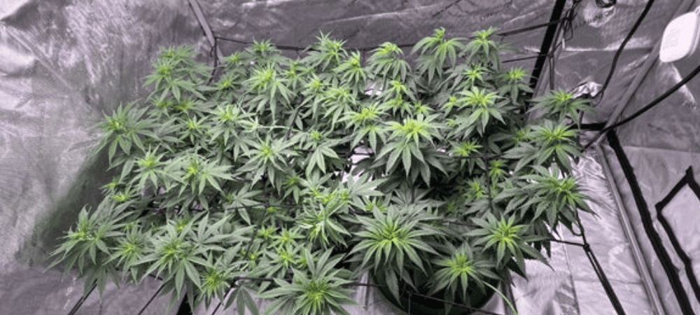 Cultivo de cannabis interior em armário indoor. Plantas na sua fase vegetativa