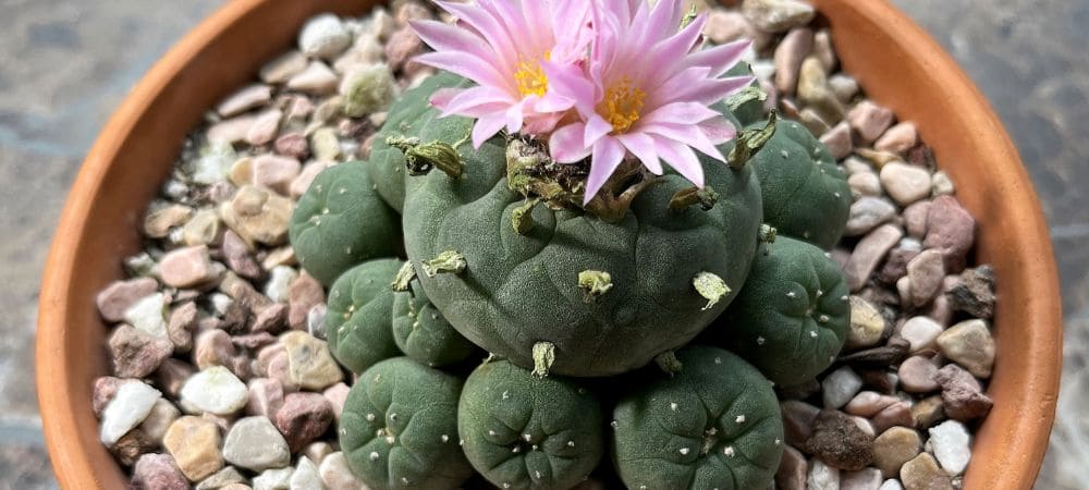 Cactus peyote adulto en maceta de barro, rodeado de hijuelos pequeños y coronado por una flor rosada abierta sobre un sustrato de piedras decorativas.