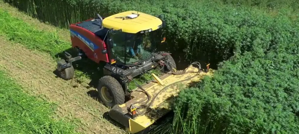 agricultor con maquinaria agrícola cosechando un campo de cáñamo alto y denso, con una segadora industrial avanzando entre las plantas verdes.
