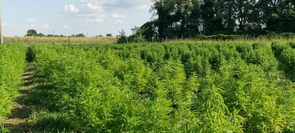 campo de cannabis con THC alto en Estados Unidos