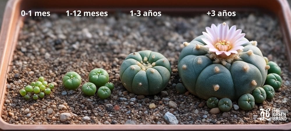 Infografía con diferentes etapas de crecimiento del peyote en una maceta, mostrando ejemplares desde plántulas de 0–1 mes hasta cactus adultos de más de 3 años con flor rosada.