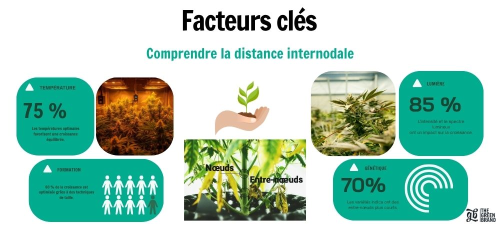 Infographie sur les facteurs qui influencent la distance internodale des plantes : température, lumière, génétique et techniques de formation, avec des images de culture en intérieur et un schéma des nœuds et des entre-nœuds.