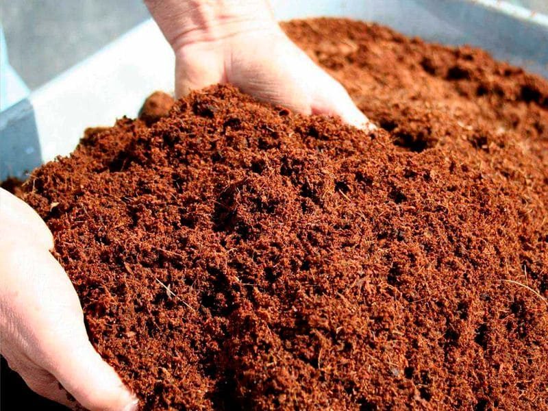 Substrato naturale in fibra di cocco per la coltivazione indoor di marijuana, di colore marrone, che facilita il drenaggio. 