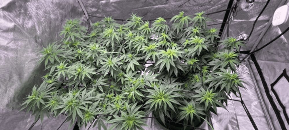 Coltivazione di marijuana indoor in armadio indoor. Piante nella fase vegetativa