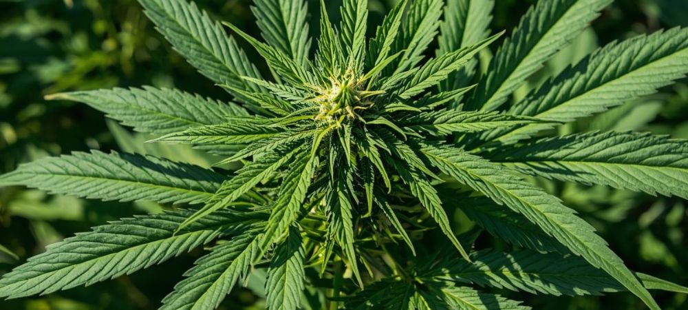 Planta de cannabis vista de cima, com folhas largas e simétricas irradiando do centro num ambiente exterior iluminado pelo sol