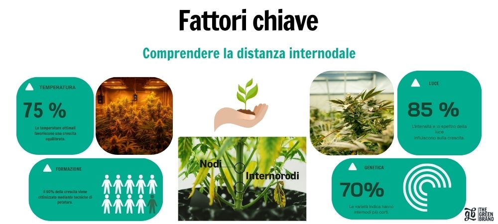 Infografica sui fattori che influenzano la distanza internodale delle piante: temperatura, luce, genetica e tecniche di coltivazione, con immagini di coltivazione indoor e uno schema dei nodi e degli internodi.
