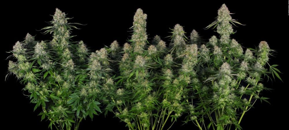 Plantas de cannabis en plena floración, con cogollos densos y resinosos sobre tallos altos y hojas verdes, fotografiadas sobre un fondo negro