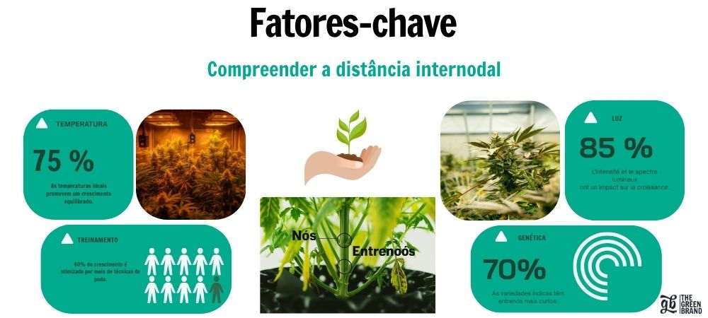 Infografia sobre os fatores que influenciam a distância internodal das plantas: temperatura, luz, genética e técnicas de treino, com imagens de cultivo interior e um esquema de nós e entrenós.