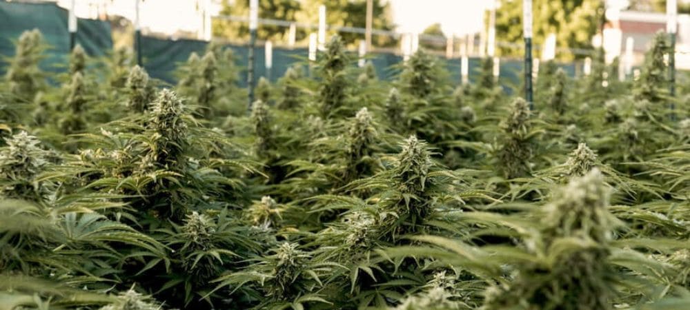 Outdoor cannabis cultivation with robust plants in full bloom, showing uniform growth and abundant buds under natural light