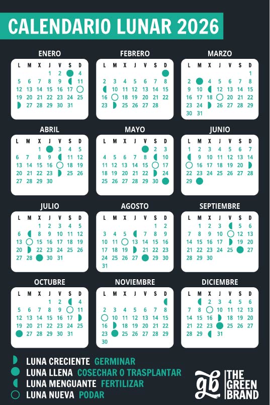 Calendario lunar marihuana 2026: cuándo germinar, cuándo cosechar, cuándo fertilizar y cuándo podar