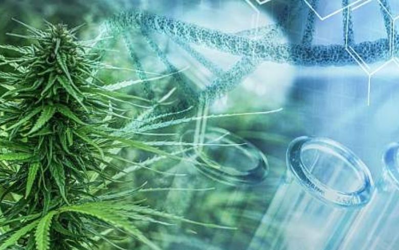 Cuánto dura la marihuana en sangre: guía científica actualizada