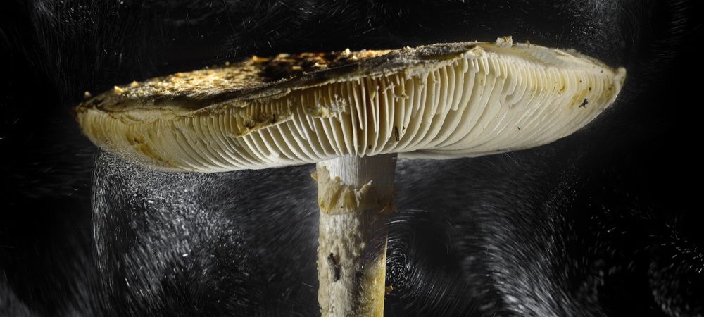  Primer plano de una seta de sombrero claro liberando esporas en un fondo oscuro, con las láminas visibles y una nube de esporas dispersándose a su alrededor.
