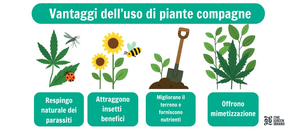Infografica sui vantaggi dell'uso di piante compagne
