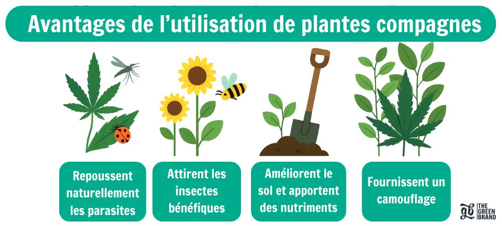Infographie sur les avantages de l'utilisation de plantes compagnes