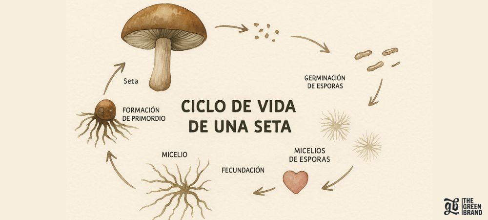  Infografía ilustrada que muestra el ciclo de vida de una seta: