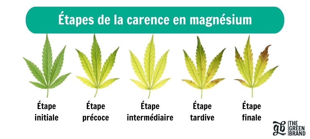 Infographie de feuilles de cannabis montrant les étapes de la carence en magnésium, des premiers symptômes à la phase avancée, afin d'identifier rapidement le problème et de le corriger avant qu'il n'affecte la récolte