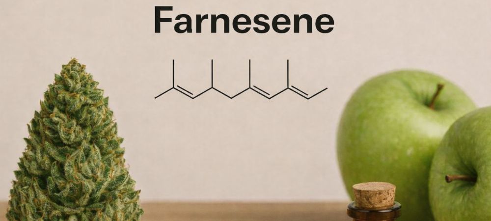Unique aromas, distinctive effects, and premium genetics: this is how ocimene and farnesene are revolutionizing cannabis.