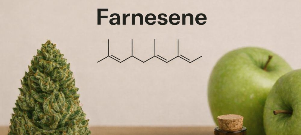 Aromi unici, effetti distintivi e genetiche premium: ecco come l'ocimene e il farnesene stanno rivoluzionando il mondo della cannabis.