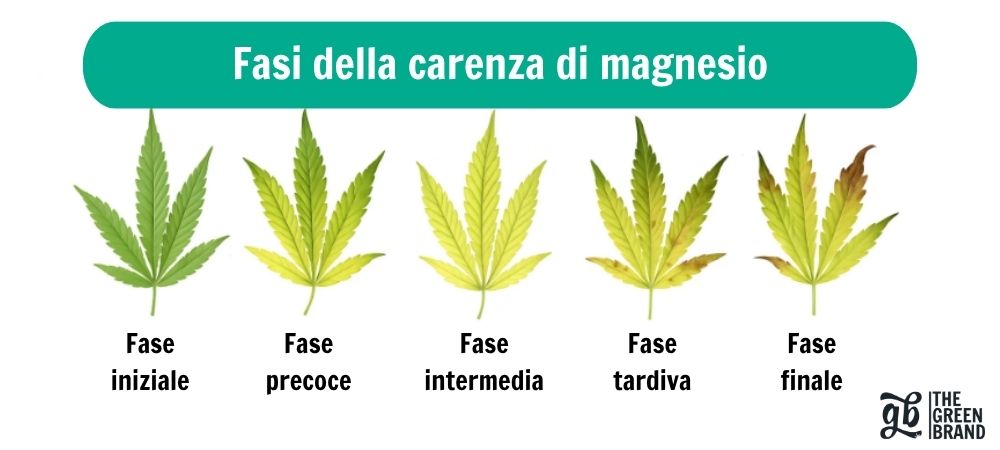 Infografica delle foglie di cannabis che mostra le fasi della carenza di magnesio, dai primi sintomi alla fase avanzata, per identificare rapidamente il problema e correggerlo prima che influisca sul raccolto