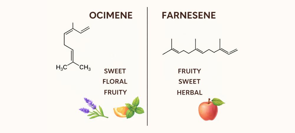 Visual comparison of ocimene and farnesene terpenes with their chemical structures and aromatic descriptors, highlighting sweet, floral, fruity, and herbal profiles