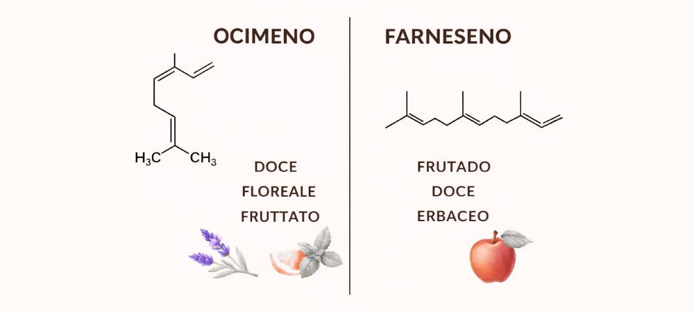 Comparação visual dos terpenos ocimeno e farneseno com as respetivas estruturas químicas e descritores aromáticos, destacando perfis doces, florais, frutados e herbais