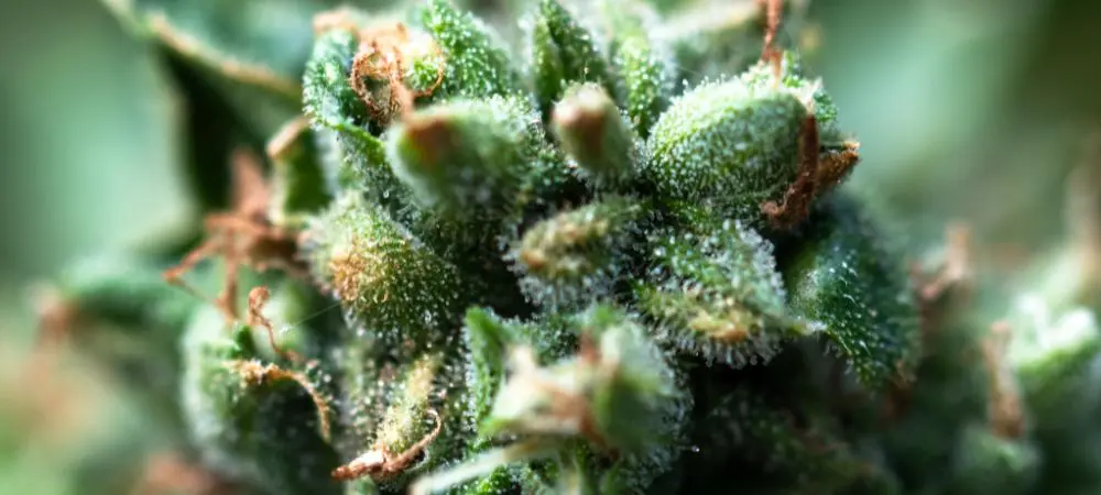 Detalle macro de un cogollo de cannabis cubierto de tricomas, donde se concentran los terpenos responsables del aroma y el perfil sensorial de la marihuana