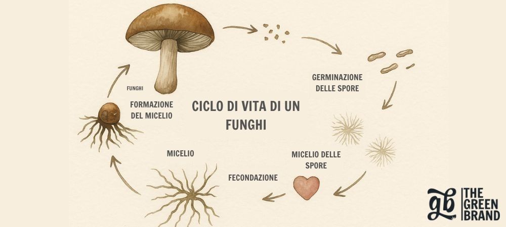 Infografica illustrata che mostra il ciclo di vita di un fungo: