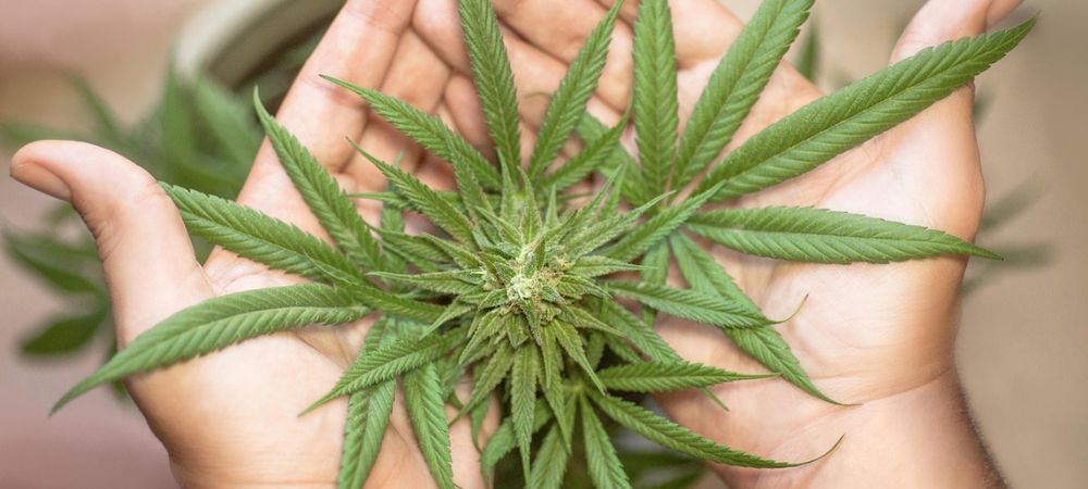  Pianta di cannabis tenuta con cura tra le mani, a rappresentare la coltivazione responsabile e l'uso consapevole della pianta.