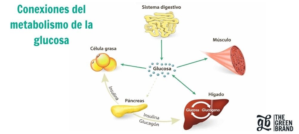 Esquema del metabolismo de la glucosa y su relación con la insulina en el contexto del THCV y la diabetes