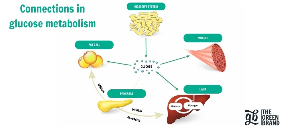 Outline of glucose metabolism and its relationship with insulin in the context of THCV and diabetes