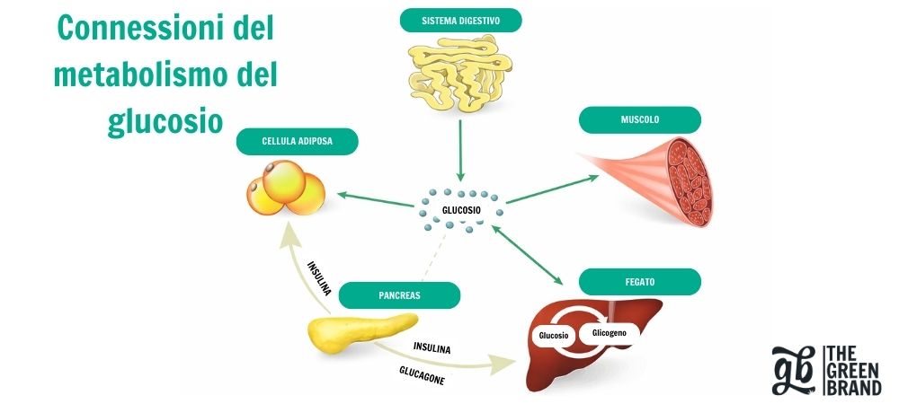 Schema del metabolismo del glucosio e sua relazione con l'insulina nel contesto del THCV e del diabete