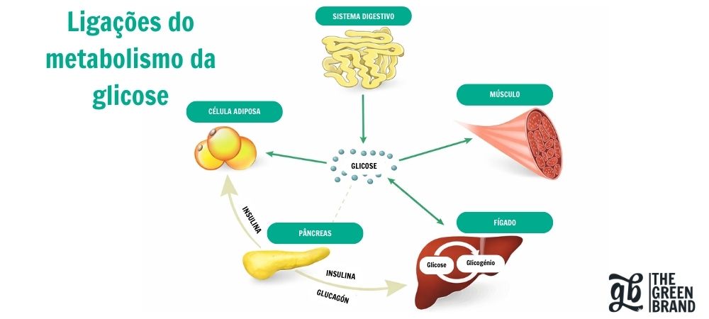 Esquema do metabolismo da glicose e sua relação com a insulina no contexto do THCV e da diabetes