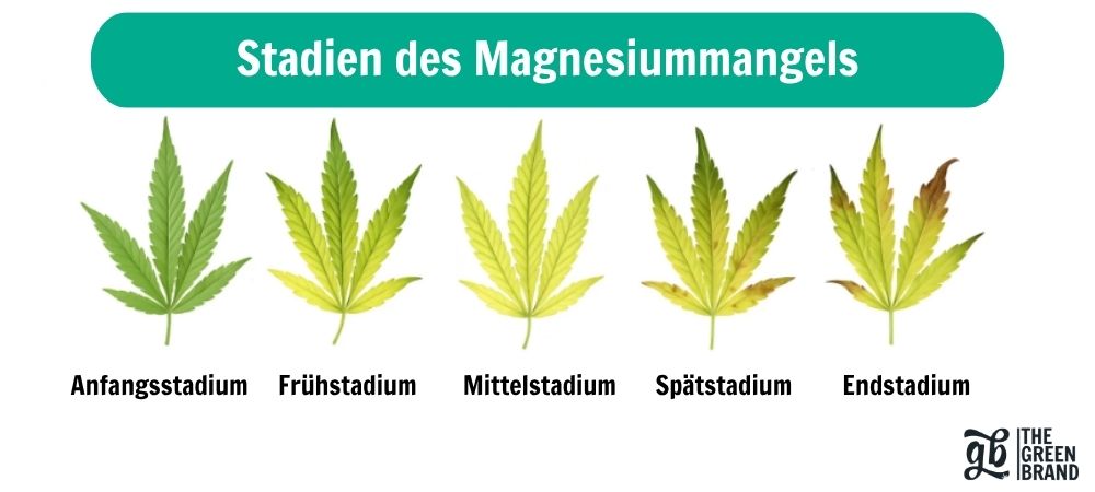Infografik von Cannabisblättern, die die Stadien des Magnesiummangels zeigen, von den ersten Symptomen bis zum fortgeschrittenen Stadium, um das Problem schnell zu erkennen und zu beheben, bevor es sich auf die Ernte auswirkt.