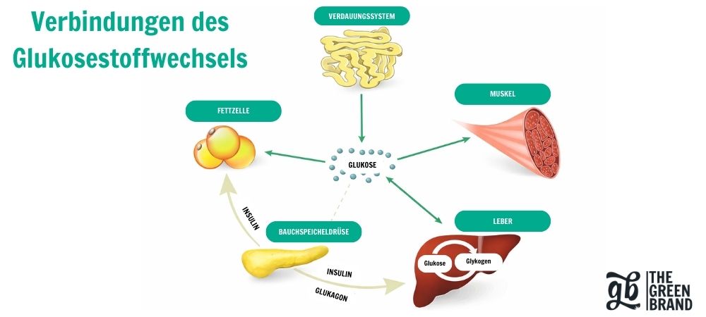 Schematische Darstellung des Glukosestoffwechsels und seiner Beziehung zu Insulin im Zusammenhang mit THCV und Diabetes