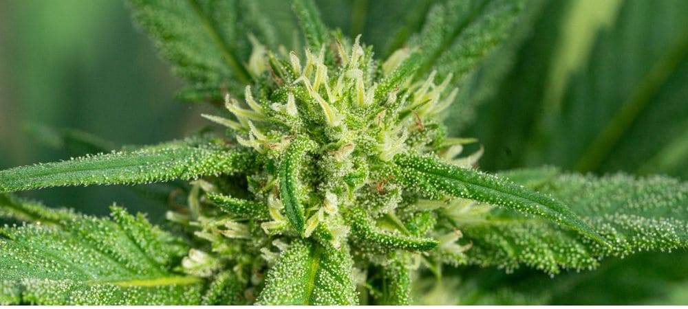 Una cime in primo piano: confronto tra varietà di cannabis fruttate e agrumate in base al profilo aromatico