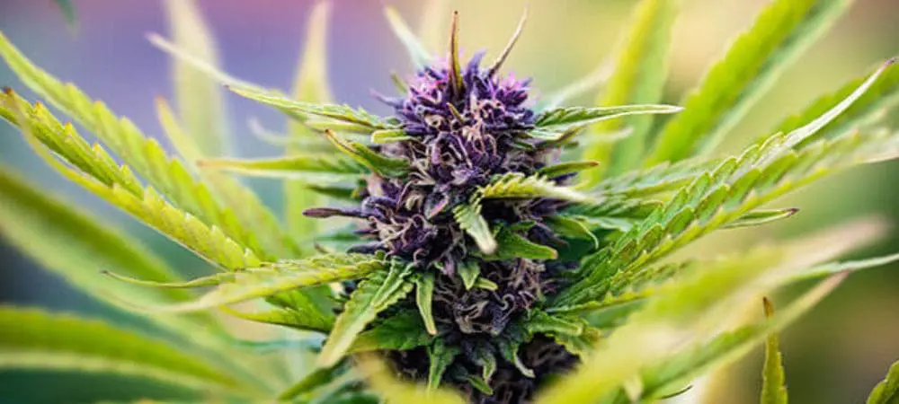 Planta de maconha azul em floração, flor central de tonalidade púrpura azulada rodeada de folhas verdes