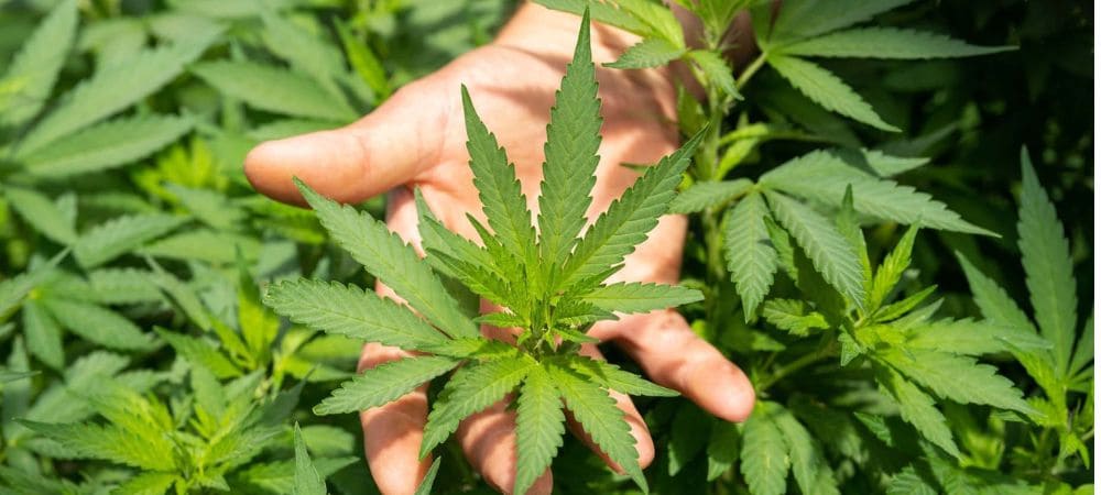  Mano sosteniendo una planta de cannabis saludable, representación visual de calidad y origen al explicar cómo comprar CBD online