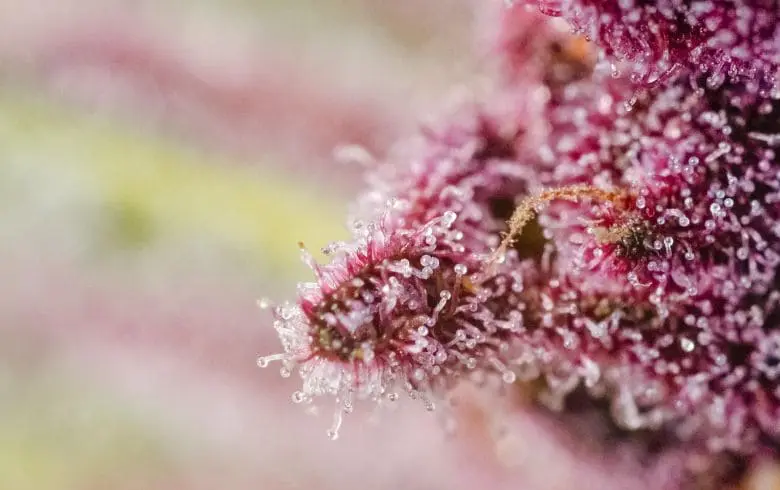 Cultivo de marihuana en genéticas afrutadas: errores comunes en interior y cómo evitarlos