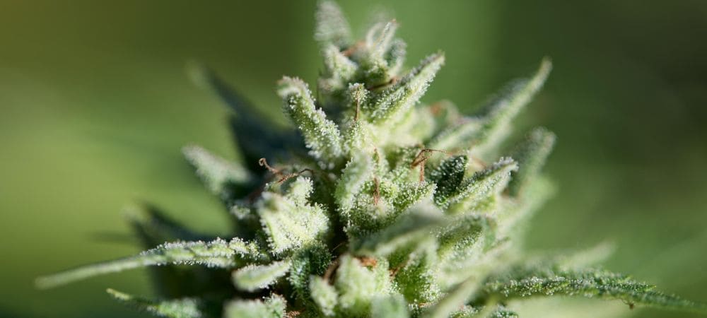 Cannabisblüte einer fruchtigen Sorte mit hoher Harzproduktion unter kontrolliertem Anbau