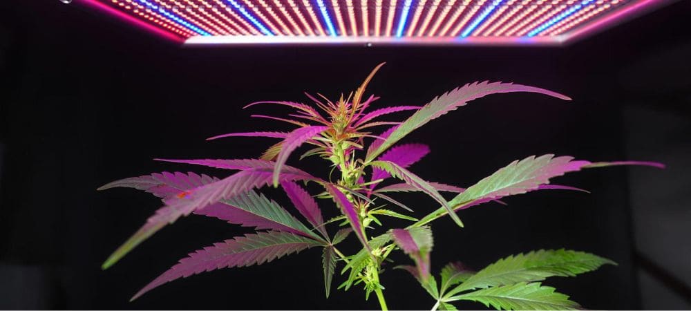 Anbau von Cannabis mit fruchtigen Sorten unter LED-Beleuchtung während der Wachstumsphase