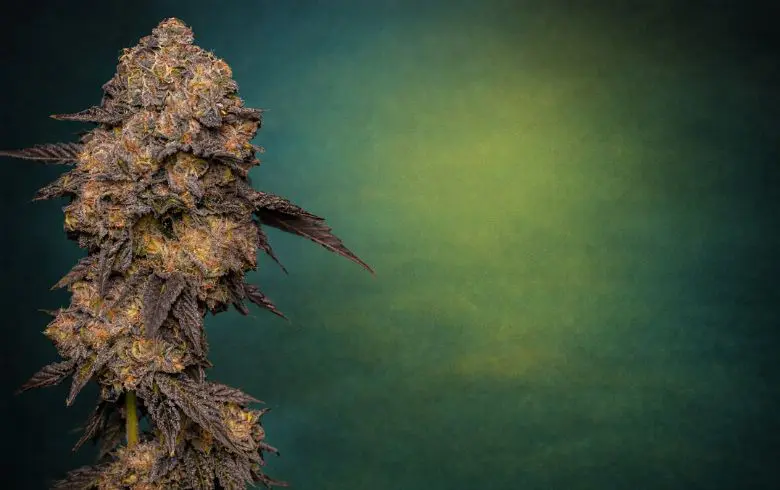 Gary Payton, marihuana con genética premium de alto rendimiento