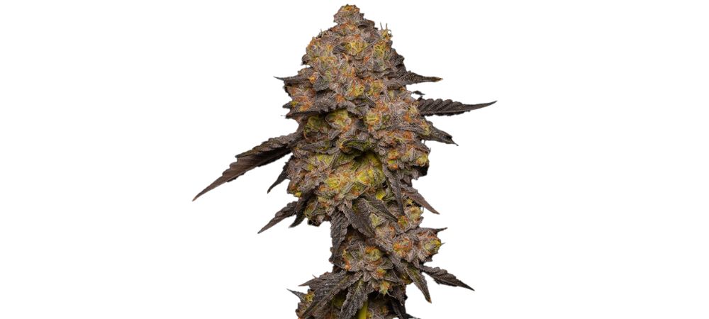 Cogollo de marihuana Gary Payton con estructura compacta