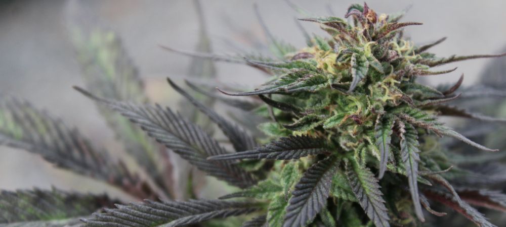 Planta de Gary Payton marihuana en fase de floración con tonos oscuros y resina abundante