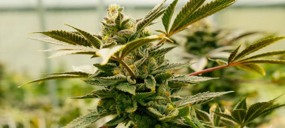 Planta de cannabis asociada a genéticas de marihuana afrutadas vs cítricas en cultivo