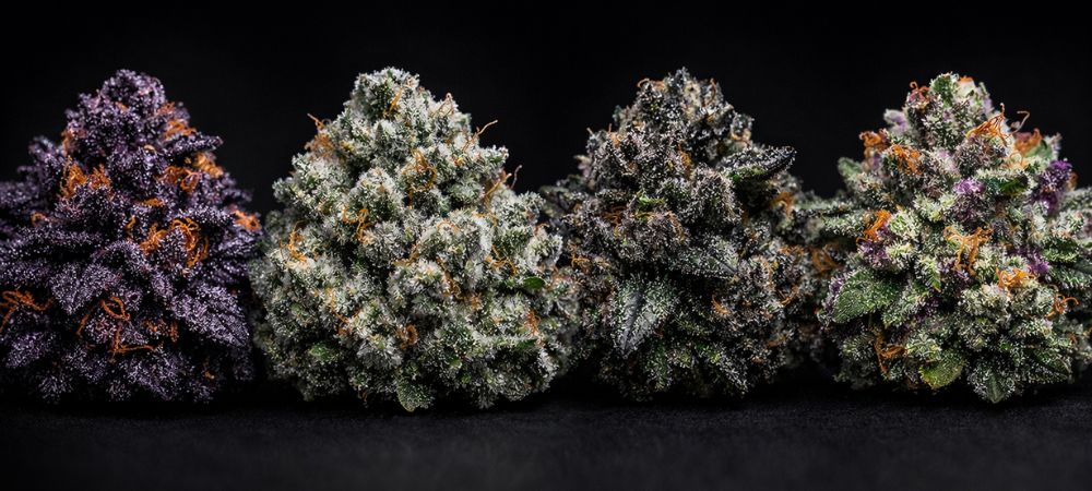 Black Bow y The Potion Strain junto a otras genéticas premium como Obsidian strain y Night Ritual
