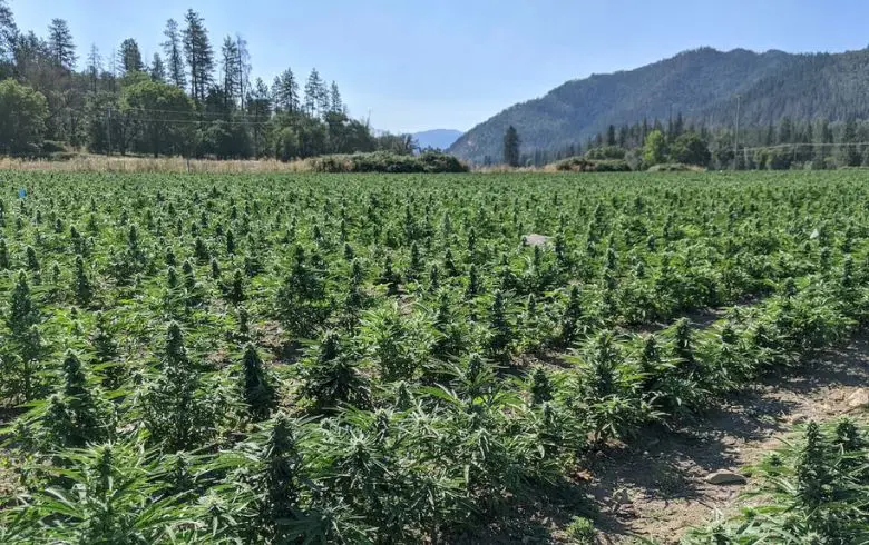 Herramientas para el cultivo de marihuana: montar desde cero tu cosecha