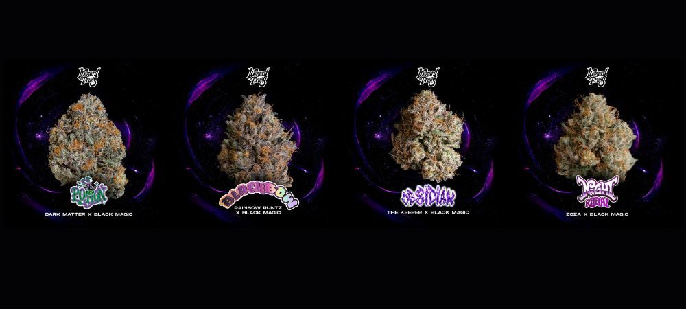 Obsidian strain e Night Ritual insieme a Black Bow e The Potion Strain di Wizard Trees.