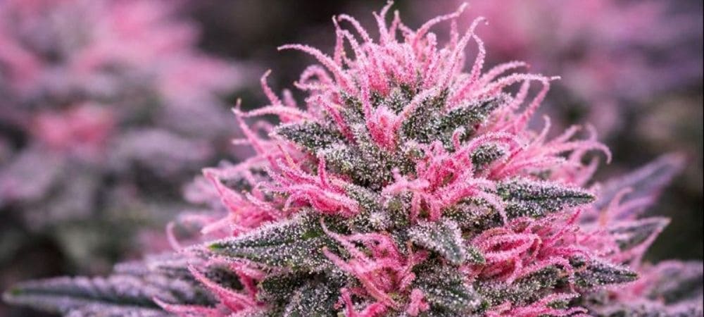 Cogollo de marihuana rosa con pistilos rosas y alta producción de resina en fase avanzada de floración