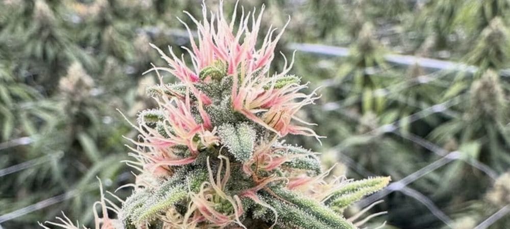 Planta de marihuana rosa en floración con pistilos claros y tricomas visibles en entorno de cultivo