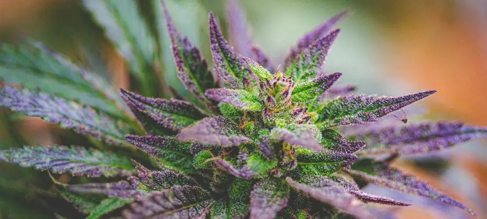 Detalhe macro de maconha azul com mistura de cores verdes e violetas, elevada concentração de resina e pistilos visíveis